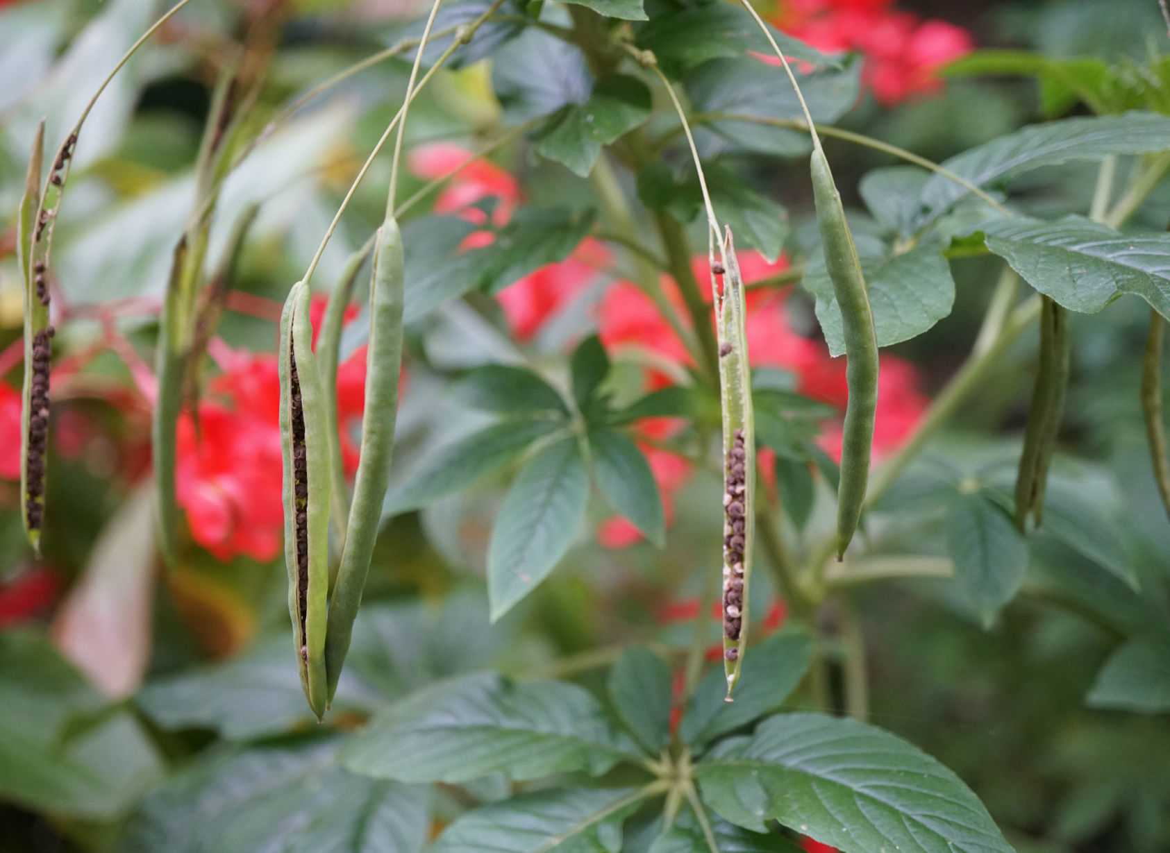Cleome seed pods